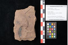 Foto (Objekt + Etikett) von Quercus palaeoilex Ettingshausen (NHMW-GEO-2024-0188-0831)